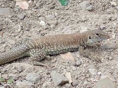 Pholidoscelis plei