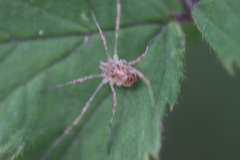 Oligolophinae
