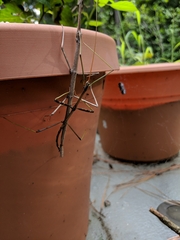 Diapheromera femorata