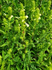 Pedicularis lanceolata