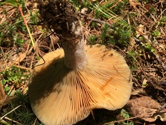 Lactarius chelidonium