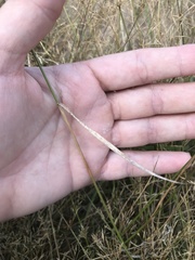 Agrostis gigantea