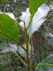 Pisonia roqueae