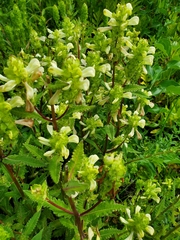 Pedicularis lanceolata