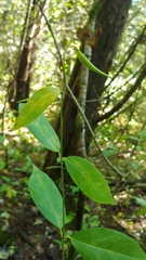 Vincetoxicum rossicum