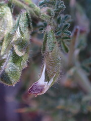 Melolobium microphyllum