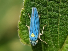 Graphocephala atropunctata