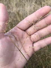 Agrostis gigantea
