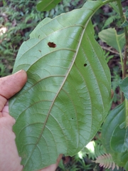 Pisonia roqueae