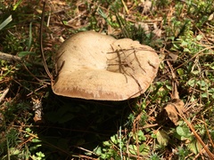 Lactarius chelidonium