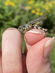 Melanoplinae