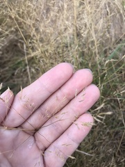 Agrostis gigantea