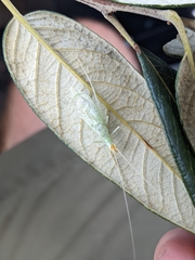 Oecanthus exclamationis