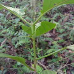 Pisonia roqueae