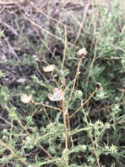 Symphyotrichum falcatum