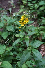 Lysimachia verticillaris