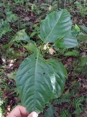 Pisonia roqueae