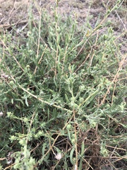 Symphyotrichum falcatum