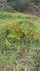 Tropaeolum majus