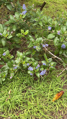Ceanothus thyrsiflorus