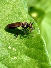 Eudioctria