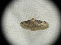 Idaea filicata