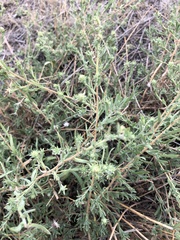 Symphyotrichum falcatum