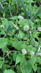 Mikania scandens