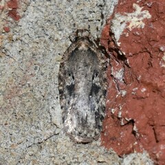 Agonopterix pulvipennella