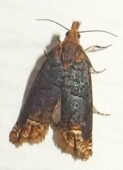 Eucosma ochroterminana