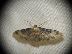Idaea filicata