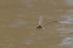 Erpetogomphus designatus