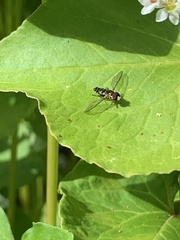 Toxomerus occidentalis