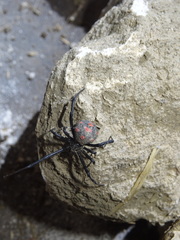 Latrodectus tredecimguttatus
