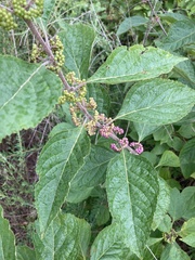 Callicarpa americana