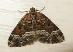 Euphyia intermediata