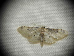 Idaea filicata