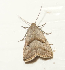 Hypenodes fractilinea