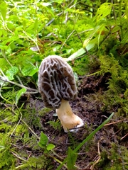 Morchella