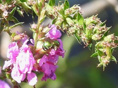 Agapostemon sericeus