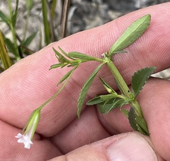 Mecardonia acuminata