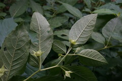 Atropa belladonna