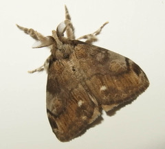 Orgyia leucostigma