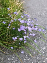 Campanula rotundifolia