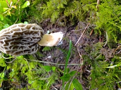 Morchella