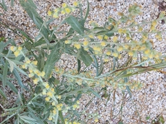 Artemisia ludoviciana
