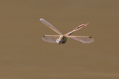 Erpetogomphus designatus