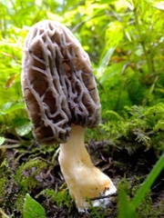 Morchella
