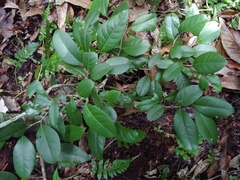 Coccoloba pyrifolia