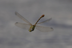 Erpetogomphus designatus